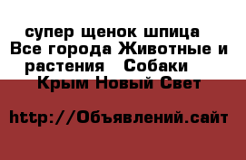 супер щенок шпица - Все города Животные и растения » Собаки   . Крым,Новый Свет